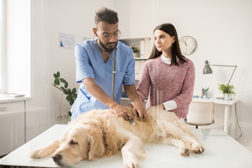 Traiter diététiquement l’arthrose du chien avec une gelule arthrose pour chien