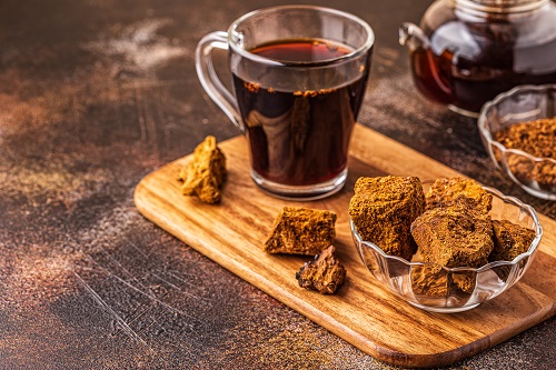 champignon chaga